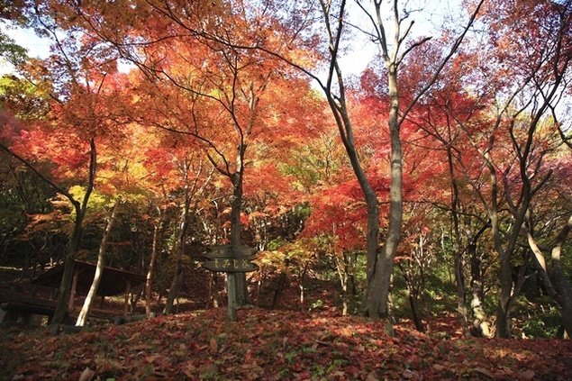 🏞️ 셋쓰쿄 공원 (Settsukyo Park) 이미지 8